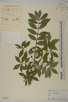 衛矛藏品圖，第1張