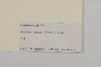 衛矛藏品圖，第3張