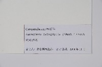 輪葉沙參藏品圖，第2張