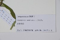 多歧沙參藏品圖，第2張