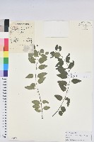 雀兒舌頭藏品圖，第1張