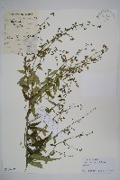 多歧沙參藏品圖，第1張