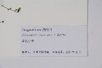 多歧沙參藏品圖，第2張