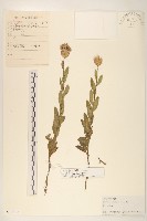 黃穎莎草藏品圖，第1張