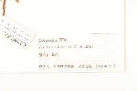 黃穎莎草藏品圖，第3張