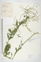 垂果南芥菜藏品圖，第1張