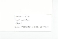 垂果南芥菜藏品圖，第3張