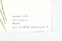 垂果南芥菜藏品圖，第3張