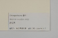 豬毛菜藏品圖，第3張