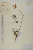 大波斯菊藏品圖，第1張