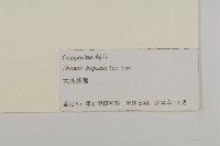 大波斯菊藏品圖，第3張