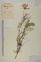 大波斯菊藏品圖，第1張