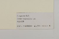 大波斯菊藏品圖，第3張