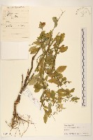 苦實菜藏品圖，第1張