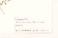 苦實菜藏品圖，第3張