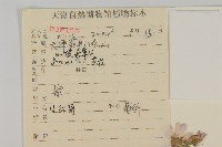 小紅菊藏品圖，第2張