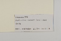 小紅菊藏品圖，第3張