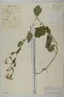 小紅菊藏品圖，第1張