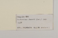 小紅菊藏品圖，第3張