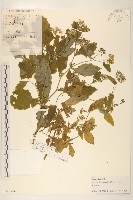 苦實菜藏品圖，第1張