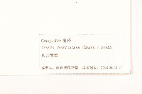 苦實菜藏品圖，第3張