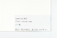 野艾蒿藏品圖，第3張