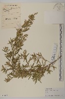 野艾蒿藏品圖，第1張