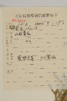 野艾蒿藏品圖，第2張