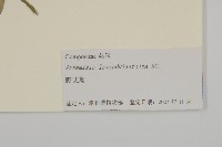 野艾蒿藏品圖，第3張