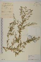 黃花蒿藏品圖，第1張