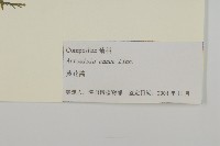 黃花蒿藏品圖，第3張