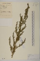 黃花蒿藏品圖，第1張