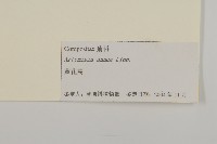 黃花蒿藏品圖，第3張