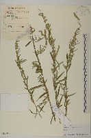 野艾蒿藏品圖，第1張