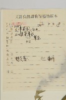 野艾蒿藏品圖，第2張