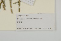 野艾蒿藏品圖，第3張