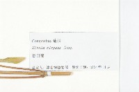 百日菊藏品圖，第3張