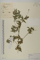 鬼針藏品圖，第1張