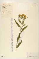 旋覆花藏品圖，第1張