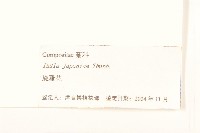 旋覆花藏品圖，第3張