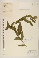 林氏澤蘭藏品圖，第1張