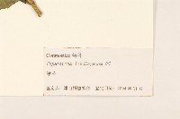 林氏澤蘭藏品圖，第3張