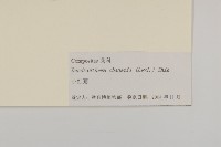 小紅菊藏品圖，第3張