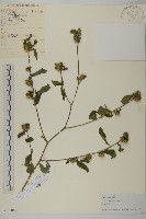 杓兒菜藏品圖，第1張