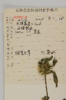 杓兒菜藏品圖，第2張