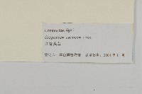 杓兒菜藏品圖，第3張