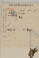 杓兒菜藏品圖，第2張