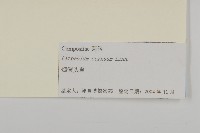 杓兒菜藏品圖，第3張