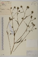 杓兒菜藏品圖，第1張