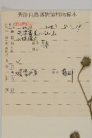 杓兒菜藏品圖，第2張